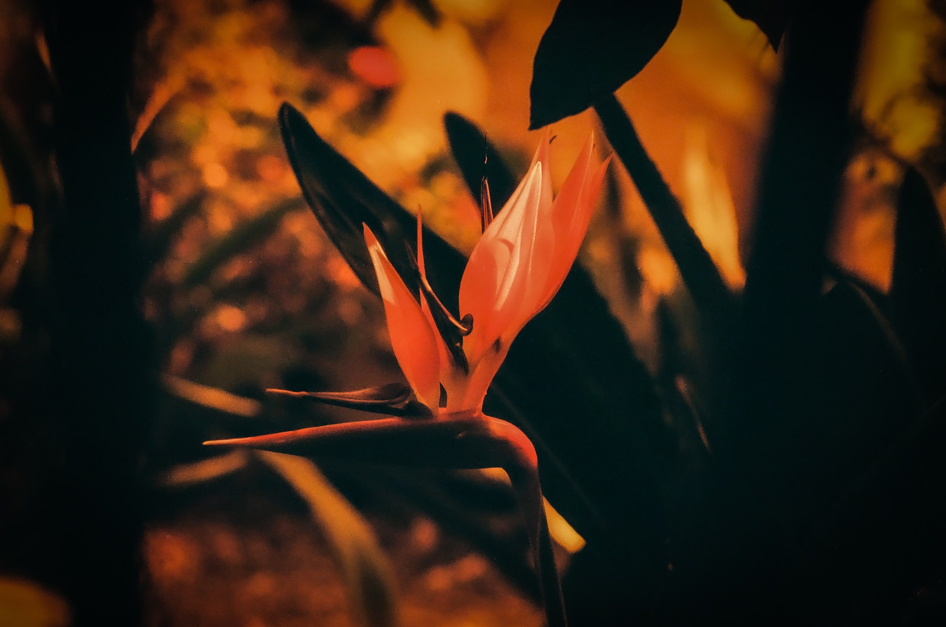 c z shi ljBIaAseHr4 unsplash